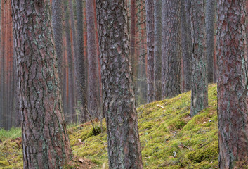 clear pine forest. Pine Trunk close up. the land is covered with fresh green moss - 328903136