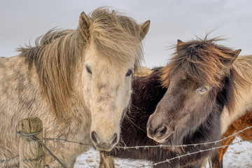 Obraz premium Icelandic Horses Protrait