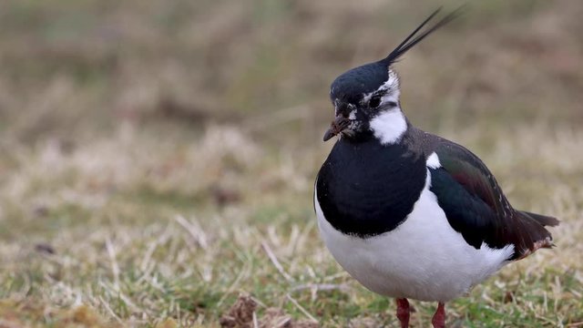 Northern lapwing, peewit, plover, Vanellus vanellus, close up portrait of face and plume while moving over grass during march in Scotland.