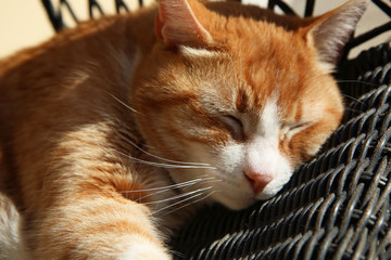 Gatto rosso, tigrato europeo, dorme beato, primo piano