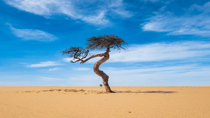 Lonesome single tree in the desert