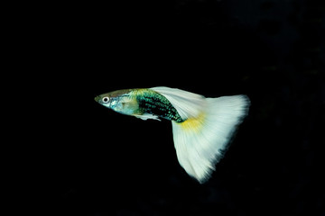 Beautiful and colorful guppy isolated in black background.