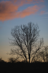 Fototapeta na wymiar Trees and cloud at sunset