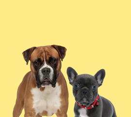 couple of dogs standing and wearing red collar