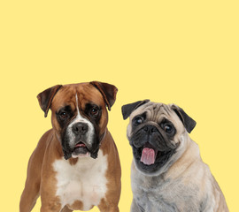 boxer dog standing next to a pug dog panting happy