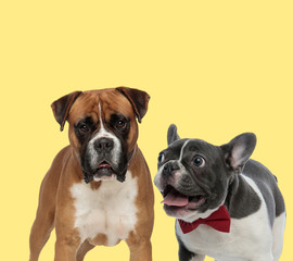 couple of dogs standing and wearing red bowtie