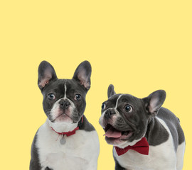 two french bulldog dogs wearing red leash and bowtie