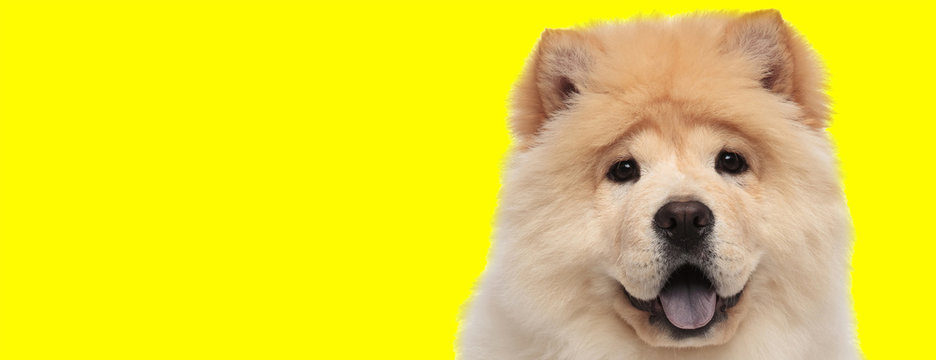 chow chow dog looking at camera and panting happy