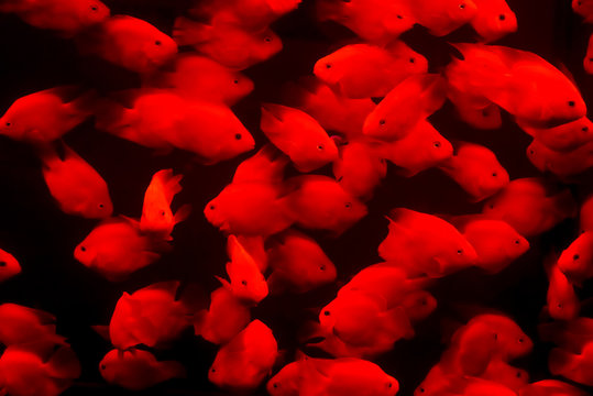 A group of Blood parrot fishs are isolated in the black background