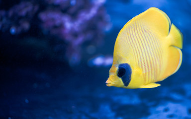 Fototapeta na wymiar A Chaetodon semilarvatus fish is swiming in a dark blue aquarium.