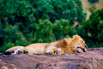 Lion lying on a rock in Maasai Mara national park while on a game drive. 