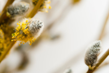 willow catkin pussy flowers in bloom