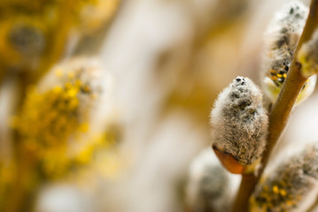 willow catkin pussy flowers in bloom