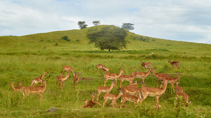 Naklejka na ściany i meble Group of antelopes in Lake Nakuru, Kenya.