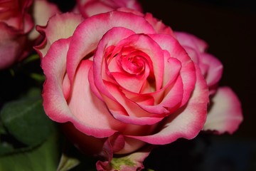 pink rose on black background