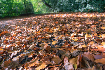 Closeup natural view of fallen leaves in fall, or autumn using as nature background or wallpaper.