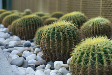 cactus in garden