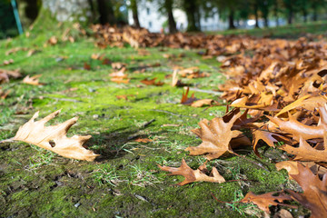 Closeup natural view of fallen leaves in fall, or autumn using as nature background or wallpaper.