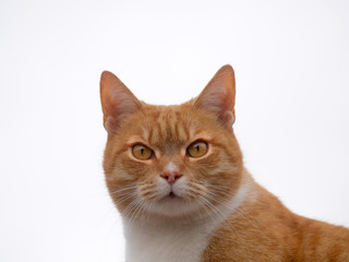 Rudy kot dachowy na białym tle - portret - obrazy, fototapety, plakaty