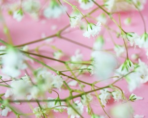 pink flowers on tree