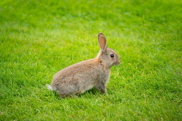 Cute rabbit on fresh green grass wallpaper