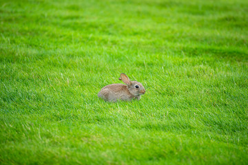 Cute Little bunny on green lawn Background
