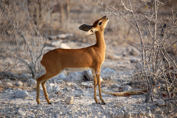 Antelope Damara Dik Dik