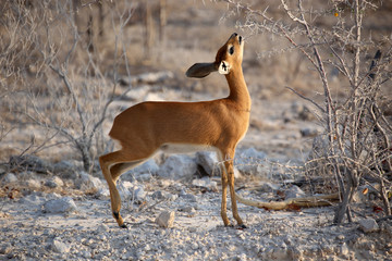 Antelope Damara Dik Dik