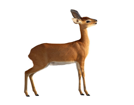 Antelope Damara Dik Dik isolated on white