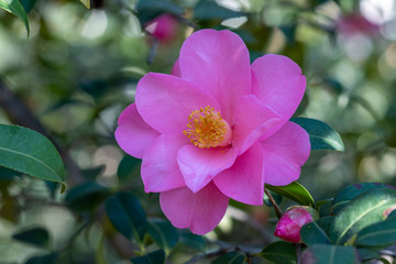 Pink flowers of camellia x williamsii brigadoon
