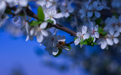 Blüten