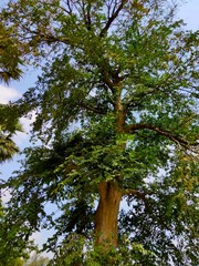 tree in the forest