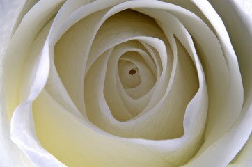 Rose macro