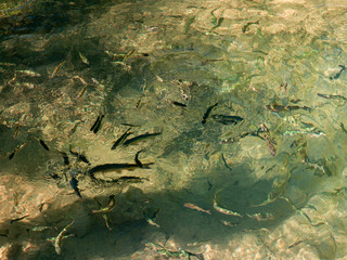 Peces en aguas transparentes del Parque Natural Krka en Croacia, Patrimonio de la Humanidad, verano de 2019
