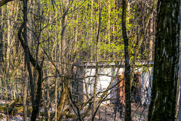Obraz premium An abandoned warehouse hidden in a thick forest in the nearby of Prypiat city, Ukraine. Tress are growing all around the area. The house is barely visible.