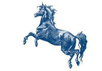 Graphic drawing. Vector art. Pencil illustration. Engraving vintage horse. Illustration of horse hand drawn vintage engraving.
