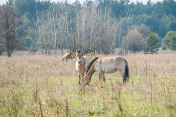 Obraz na płótnie Canvas A herd of Equus Przewalski (wild horse), one of the rarest species on our planet, grazing in the meadow. This species inhabit on Chernobyl Exclusion zone. Wild animals in natural habitat.