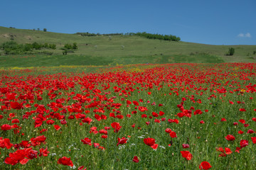 Red poppy filed in summer