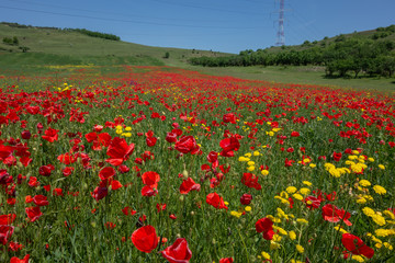 Red poppy filed in summer