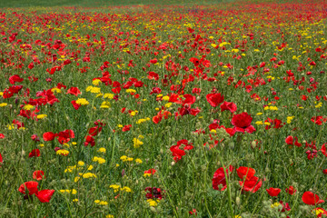 Red poppy filed in summer