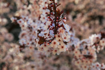 Ben arrivata primavera: fioritura di un albero di Prunus, delicati fiori bianchi appena sbocciati