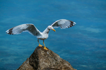 A seagull standing on the rocks next to the seashore. The bird spreads its wings wide open, getting ready to fly off. Its beak is red. The seagull looks as it was hunting. Calm surface of the sea.