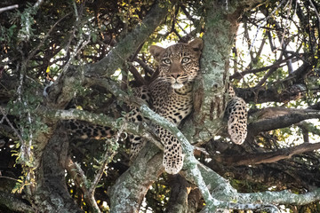 Leopard lying in tree on African safari