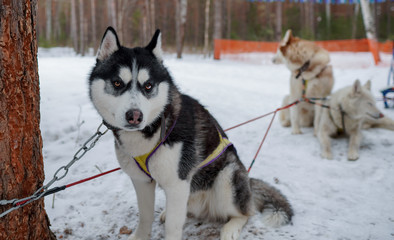 Siberian husky. The dog is black and white sitting in the snow. A dog sled.