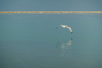 A seagull flying directly above the sea's surface. The bird has its wings wide open, it looks as if the wings were touching the water. The seagull looks as it was hunting. Calm surface of the sea.