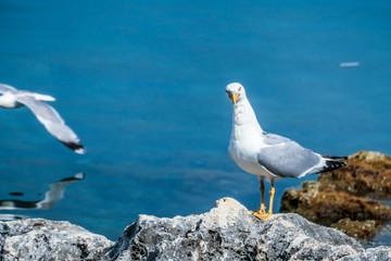 A seagull standing on the rocks next to the seashore. Its beak is red. The bird is strongly focused on one point. The seagull looks as it was hunting. Calm surface of the sea.
