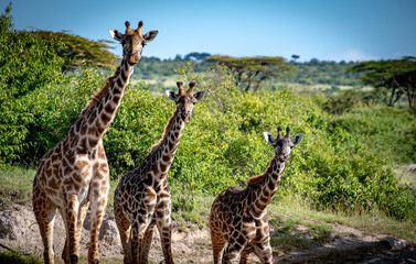 3 giraffes standing in a row