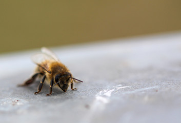 Honey Bee