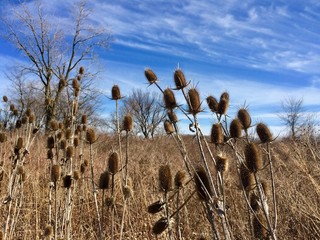 dry thistles and blue sky