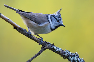 European Crested Tit (lophophanes cristatus) side view posing on an little lichen covered branch in...